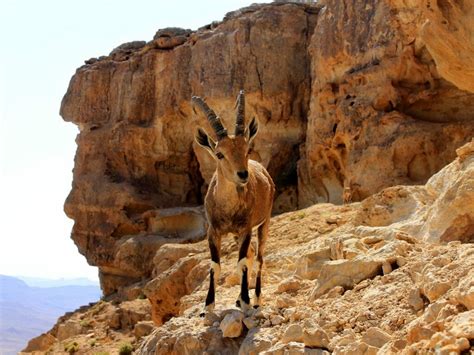 Negev Desert, Israel holidays and escorted tours - Steppes Travel