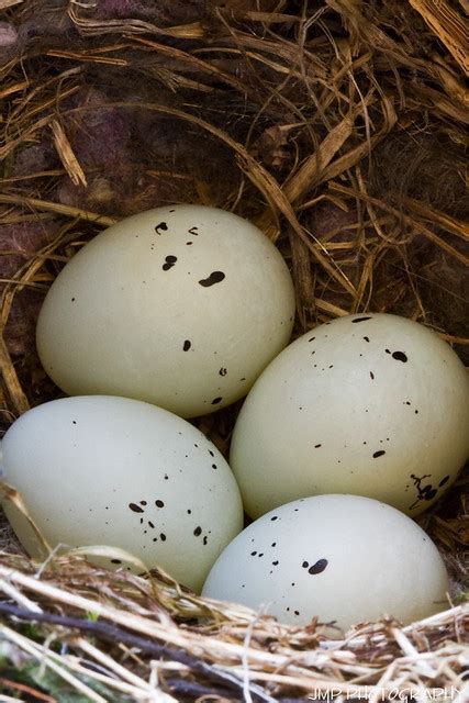 House Finch Eggs In Nest Update II | House Finch Nest Riverv… | Flickr