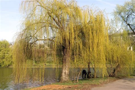 15 Different Types of Willow Trees in The World - Natgeos