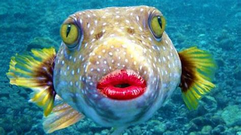 Funny Fish Fact #1: This fish has funny big lips hahahah look at his face bro!!!! this cant be ...