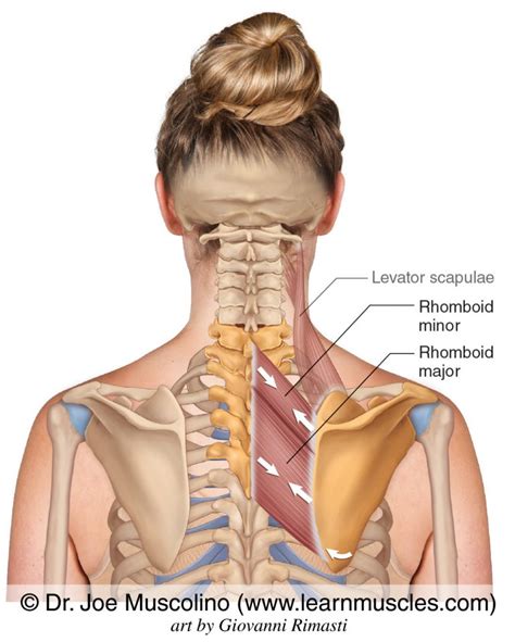 Rhomboids - Learn Muscles