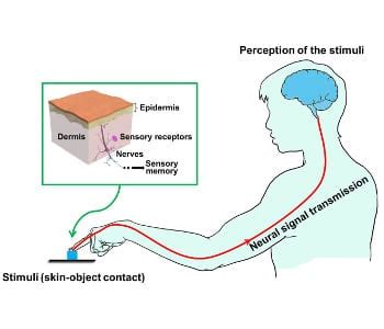 Mimicking human skin with haptic pressure sensors - Advanced Science News