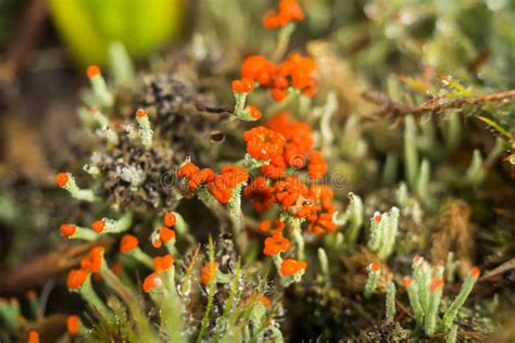 Reindeer Lichen Flower Close Up. Stock Photo - Image of lichen, botany ...