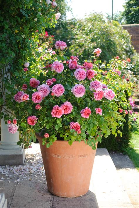 How to Grow Patio Roses in Containers | HGTV