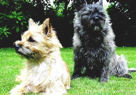 Cairn Terrier - Toto Dog Breed