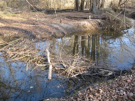 Beaver Dam Benefits in Our Environment | Biophilia Foundation