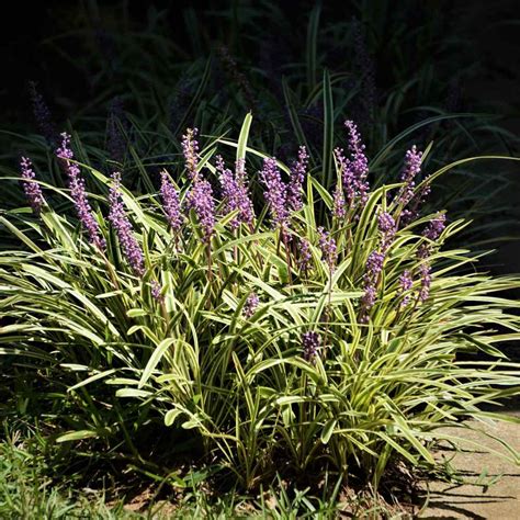 Monkey Grass Seeds - Lily Turf Ornamental Grass Seed