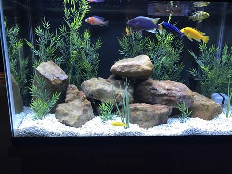 Check out my 30 gallon African Cichlid tank. How many more fish can I get? African Cichlid Tank ...