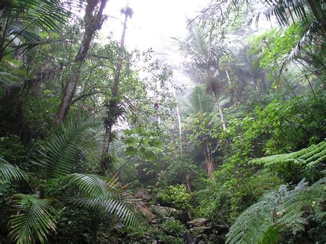 Puerto Rican Moist Forests | One Earth