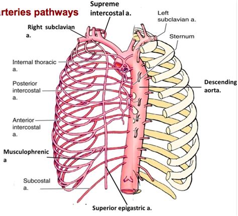 Thorax:Arterial structure:Right and left internal mammary arteries | RANZCRPart1 Wiki | FANDOM ...