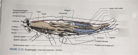 grasshopper female internal anatomy 2 Diagram | Quizlet