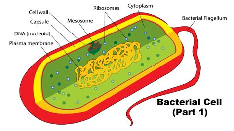 [DIAGRAM] Structure Of Bacterial Cell Diagram - MYDIAGRAM.ONLINE