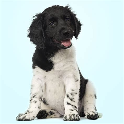 Stabyhoun Dog Breed - Native Breed.org