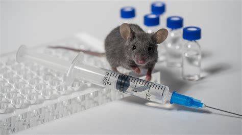 Lab Mice Research