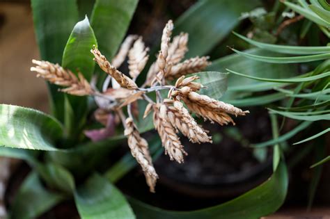 How to care for a bromeliad after it blooms — HOMESTEAD BROOKLYN