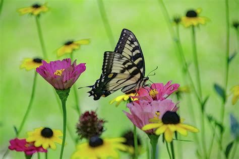 Swallowtail in the cottage garden Photograph by Lucy Banks | Fine Art ...