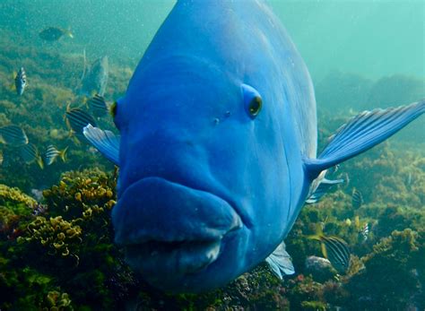 9 Fun Facts About The Western Blue Groper | Blueback