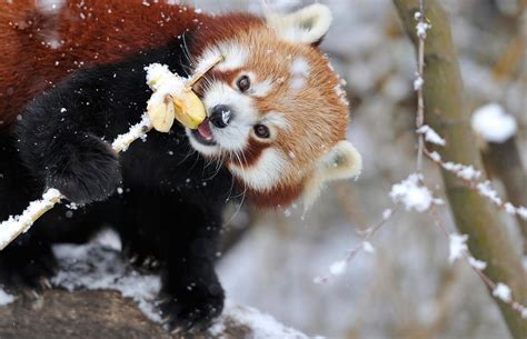 Red Panda Playing In Snow