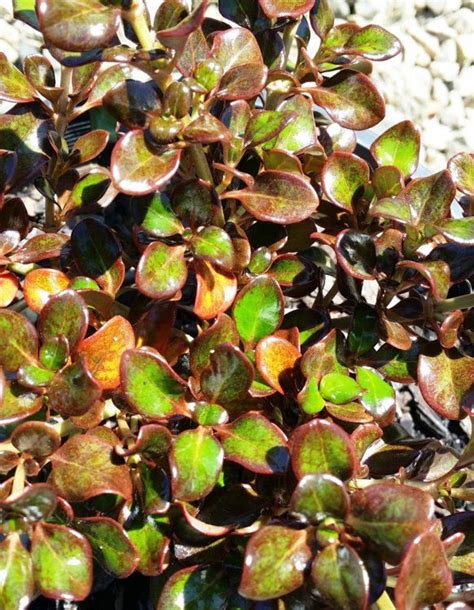 Coprosma hybrida Karo Red PBR | Wholesale Nursery - Nurseries in Melbourne, Sydney & Brisbane ...