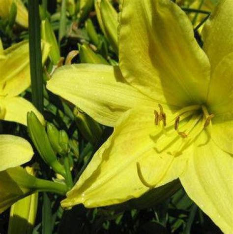 Yellow Daylily | Star Nursery Garden and Rock Centers