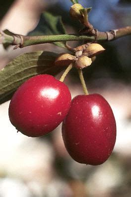 Cornus mas fruit image 1 of 1