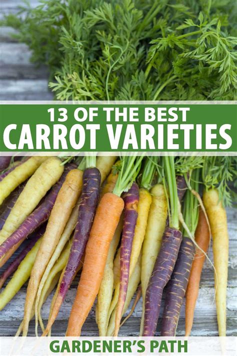 13 of the Best Carrot Varieties to Grow at Home | Gardener's Path