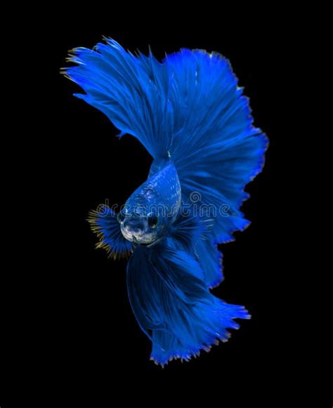 Betta fish live wallpaper | Instagram, Doğa