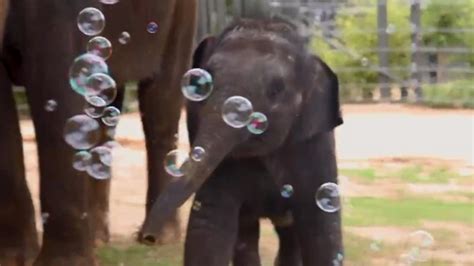 Baby elephant plays with bubbles, tries eating them. Watch happy video | Trending - Hindustan Times