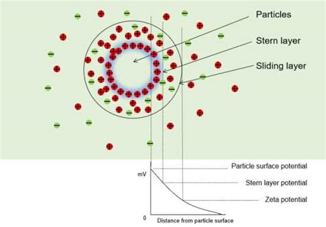 Liposome Zeta Potential Measurement - Lifeasible