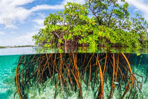 Mangrove Tree Roots