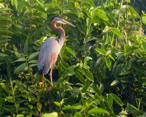 Kumarakom Bird Sanctuary Kottayam & Tourist Attractions