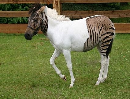 The Muddle-Headed Mamma: A Zorse is a Zorse, of Course of Course!