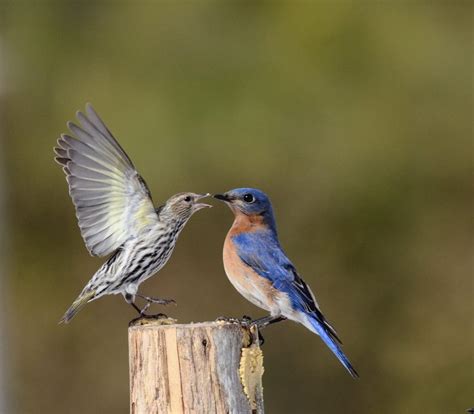 5 Homemade Suet Recipes for Feeding Birds - Birds and Blooms