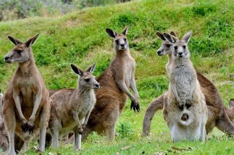 4 Types of Kangaroos – Nayturr