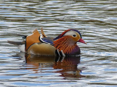 Mandarin Duck | Bubo Birding