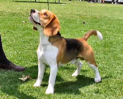 Beagle Hunting Dogs | Beagle Puppy