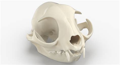 Domestic cat skull jaw 3D model - TurboSquid 1562456