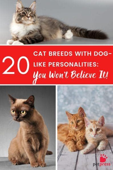 20 Cat Breeds With Dog-Like Personalities: You Won't Believe It! - PetPress