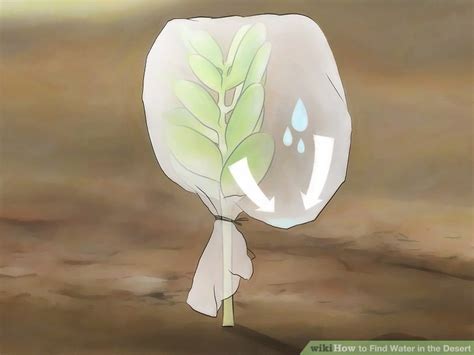 How to Find Water in the Desert (with Pictures) - wikiHow