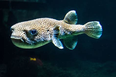 Porcupinefish - Berlin Zoo | 生き物, 海の生き物, 海