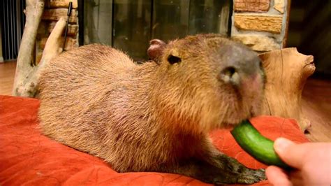 JoeJoe the Capybara Eats a Tiny Cucumber - YouTube