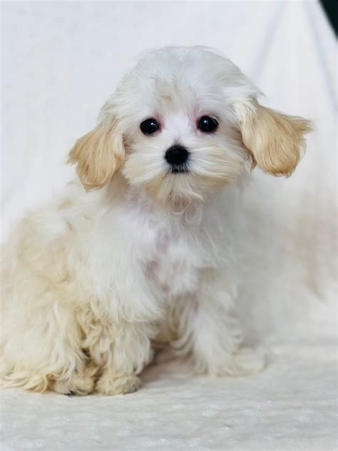 Teacup Maltipoo Puppy Lea! | iHeartTeacups