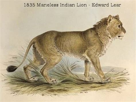 MUTANT BIG CATS - MANELESS LIONS