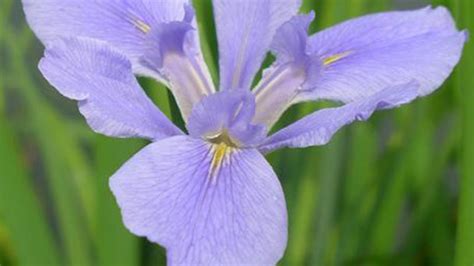 How to grow and care for Siberian iris - RayaGarden