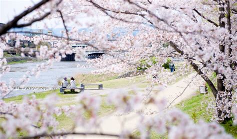 Kyoto Cherry Blossoms: Your Top 15 Sakura Spots | Japan Cheapo