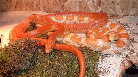 Corn Snakes Are Perfect Pets For Reptile Enthusiasts | HowStuffWorks