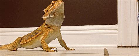 Bearded Dragon Lizards GIF - Find & Share on GIPHY
