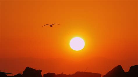 Sea gull flying in orange sunset sky 28380774 Stock Video at Vecteezy