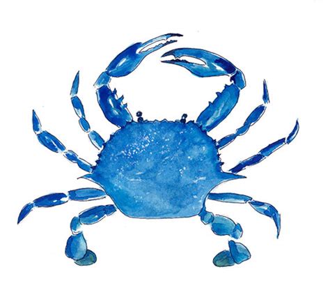 Blue Crab Print From Original Watercolor Chesapeake Bay Blue - Etsy