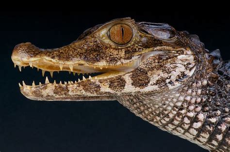 Smooth fronted caiman / Paleosuches trigonatus | Caiman, Reptiles and ...